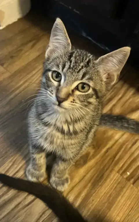 Houston Astros Kittens! photo 4
