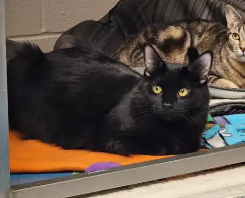 Salem photo 2