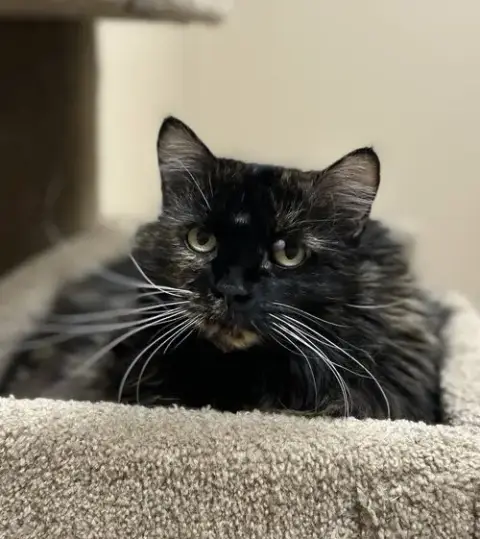 Bella