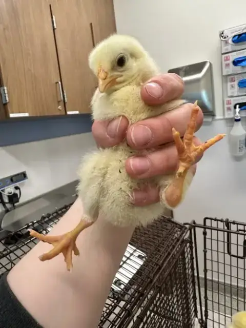 Chirp