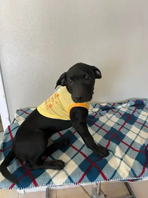 Coffee Puppies photo 2