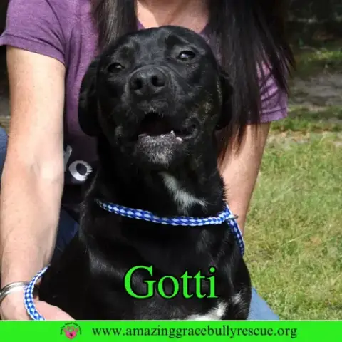 Gotti photo 5