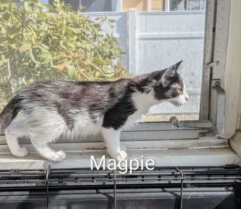 Magpie photo 2