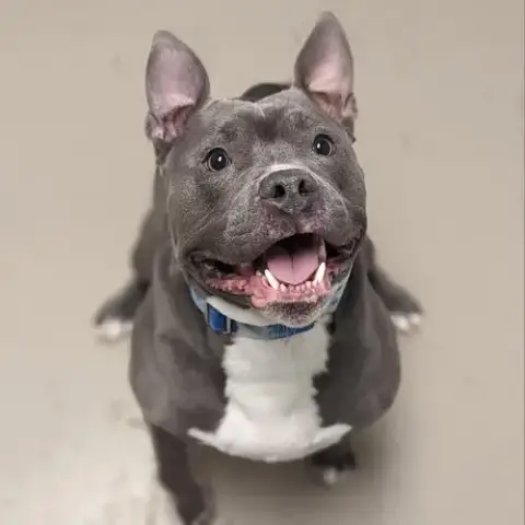 Obie