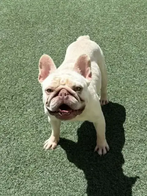 Tank