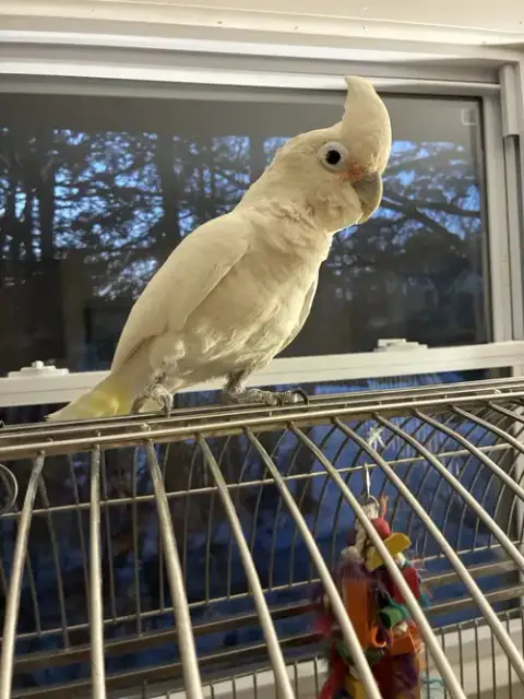 Peanut photo 4