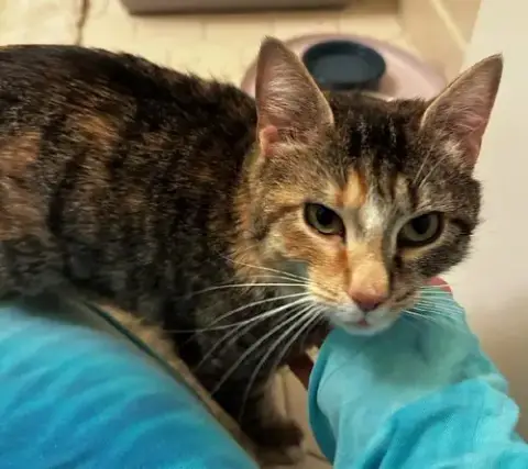 Zenobia