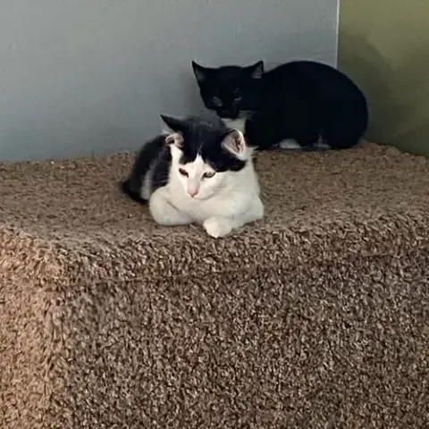 Felix photo 4