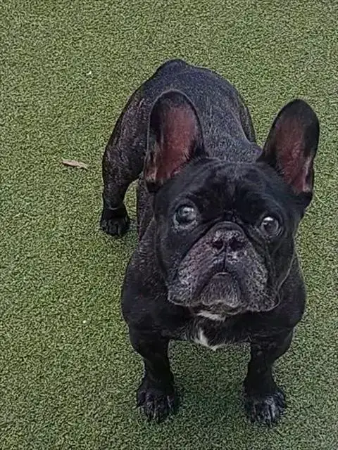 Brutus
