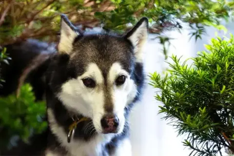 Prancer photo 5