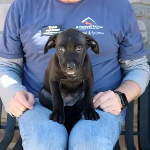 Granny'S Pup Shelley