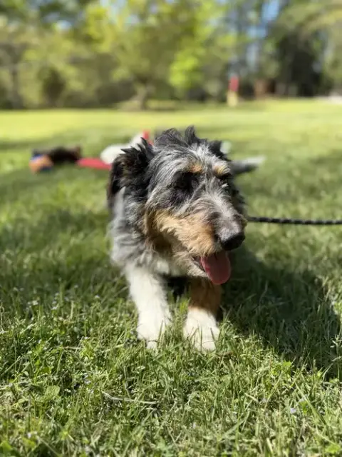 Ollie photo 3