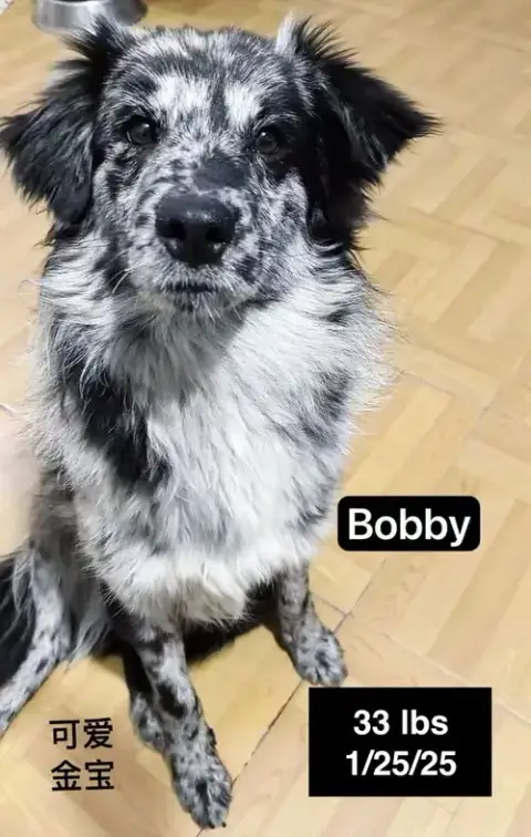 Bobby photo 2