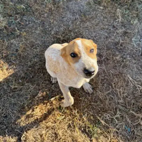 Skipper