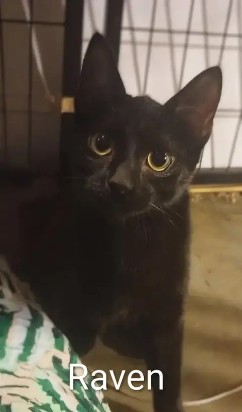 Raven