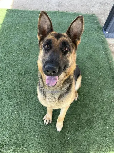 Laika