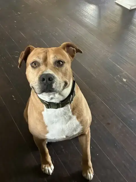 Tank