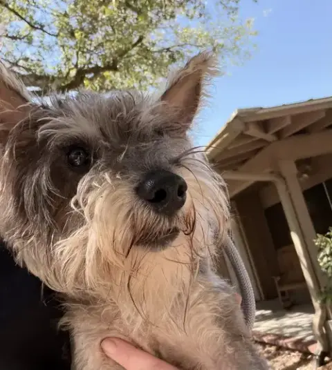 Toto