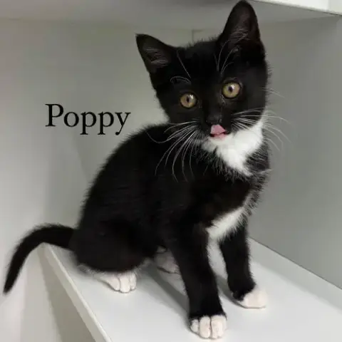 Poppy