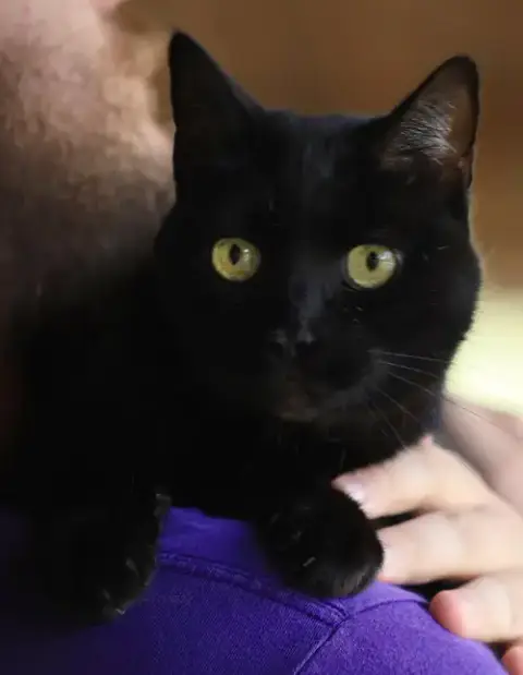 Amara
