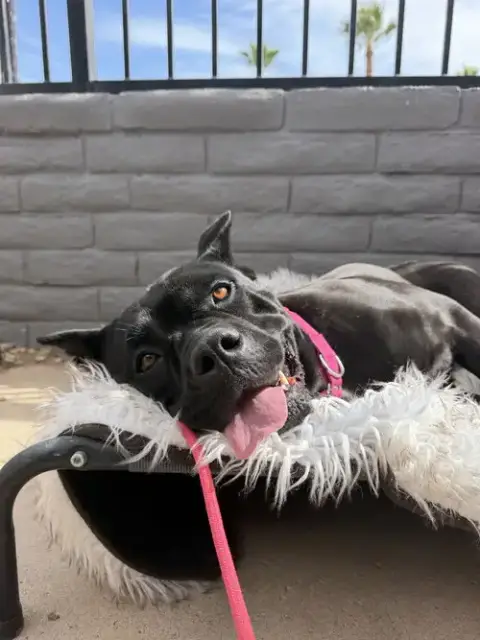 Daisy photo 3