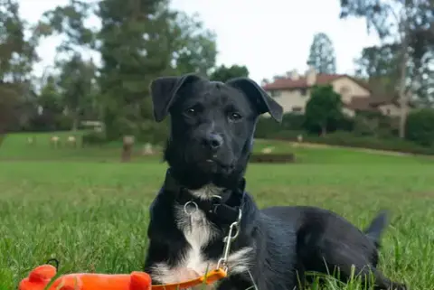 Josie