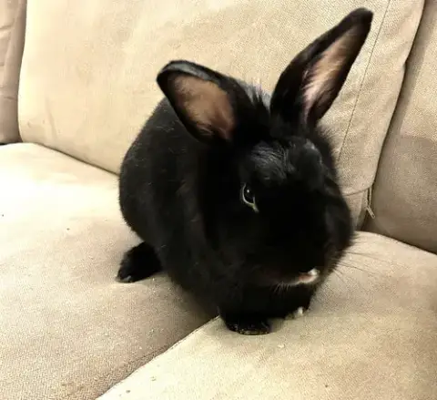 Houdini