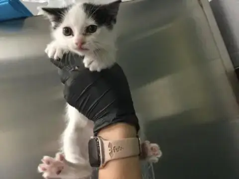 Mia
