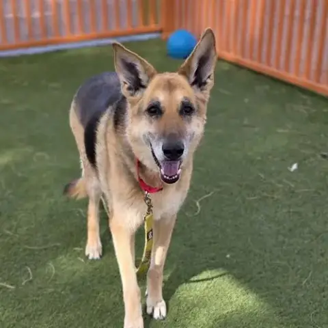 Maggie