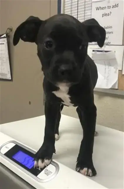 Vader
