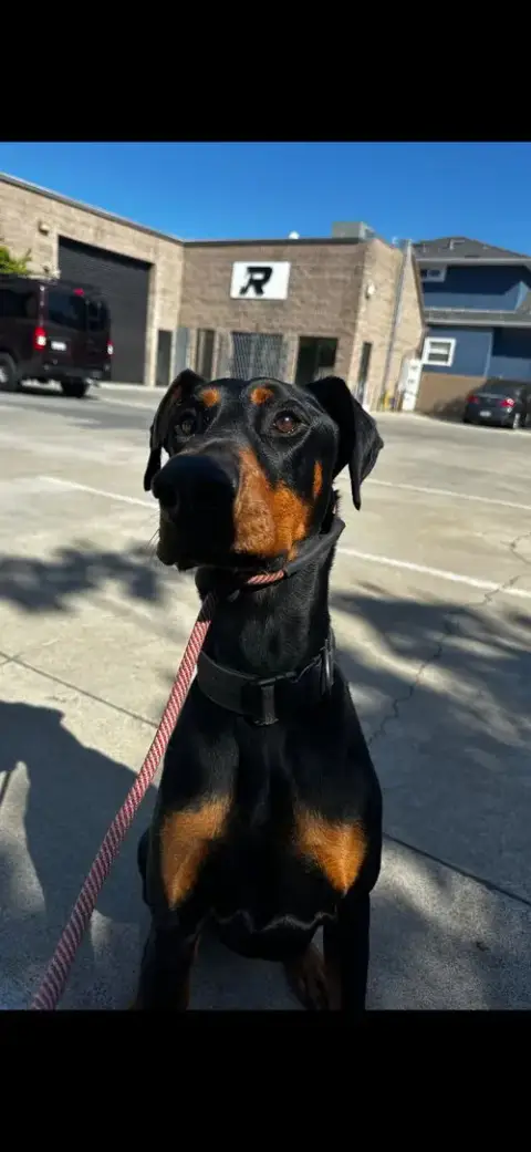 Deebo photo 2
