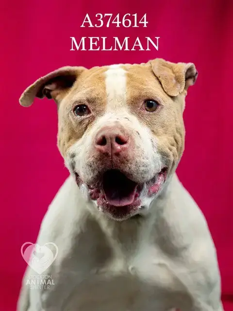 Melman