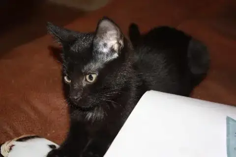 Merlot