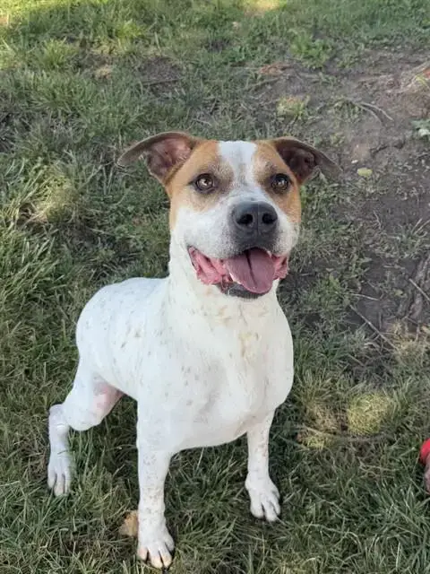 Dexter