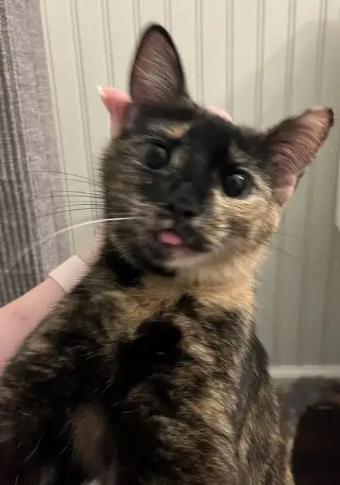 Chickpea