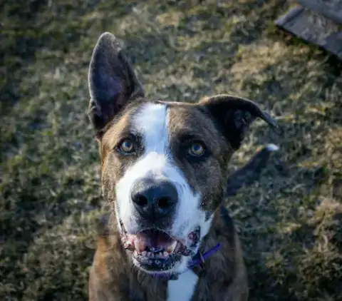 Ares photo 3