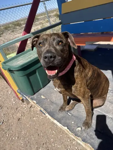 Chloe photo 3