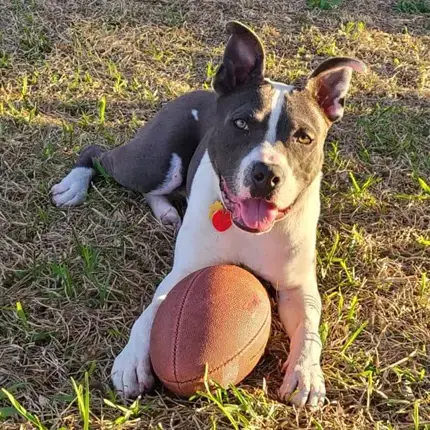 Rocky Xxiv