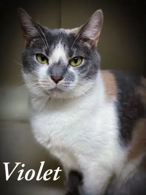 Violet photo 4