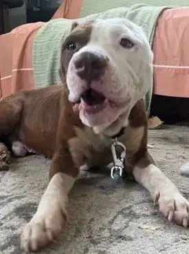 *Champ