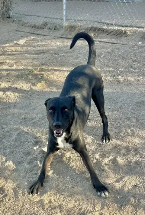 Rocky photo 2