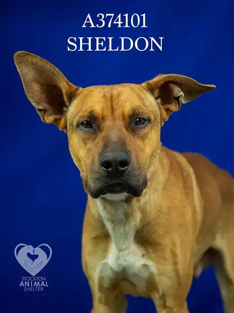 Sheldon