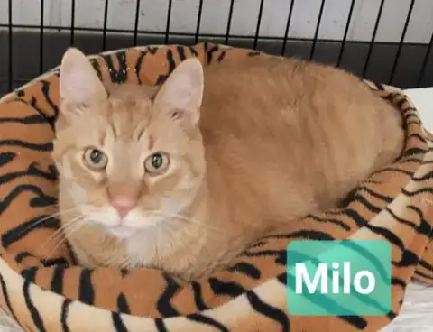 Milo photo 2