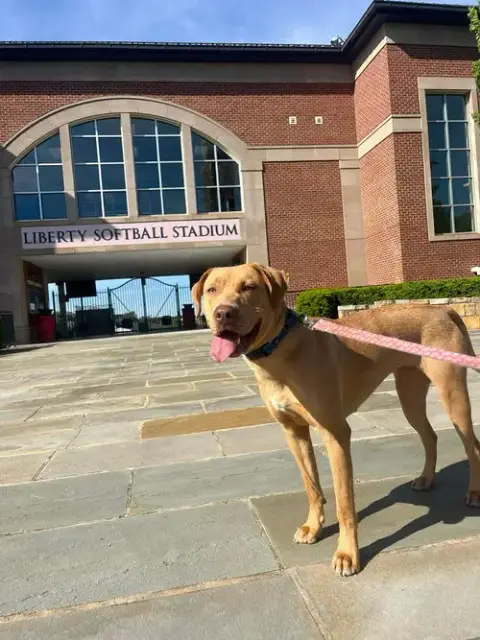 Gracie "Sunny:"  At Shelter photo 4