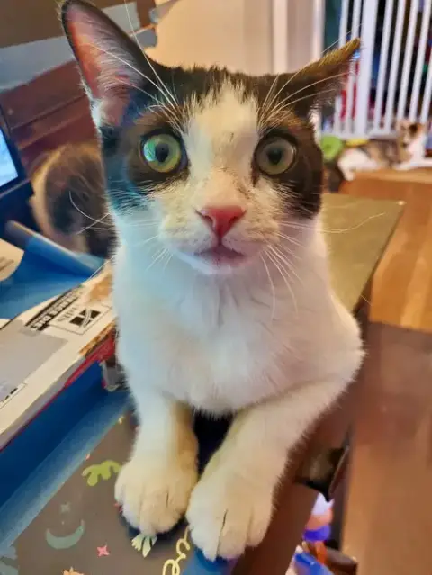 Feta