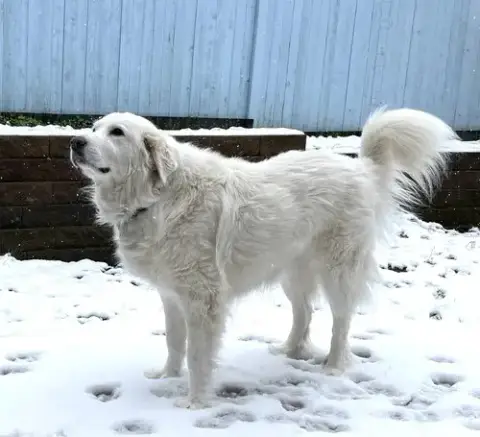 Lumi Bonded With Balou photo 5