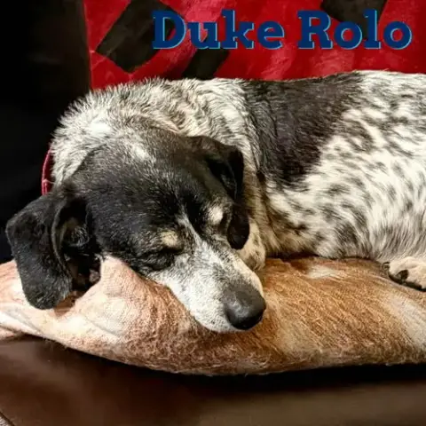 Duke Rolo photo 4