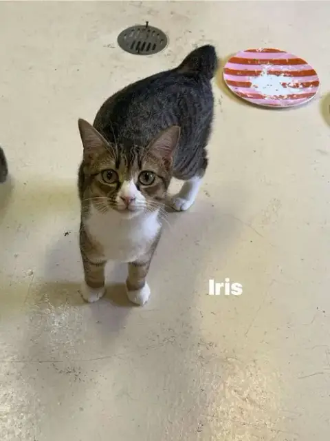 Iris
