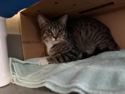 Mel