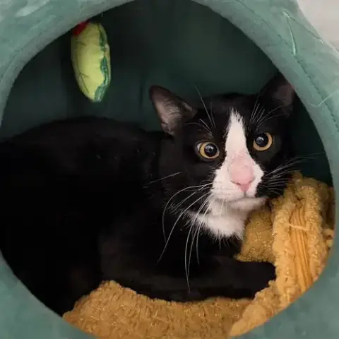 Sylvester